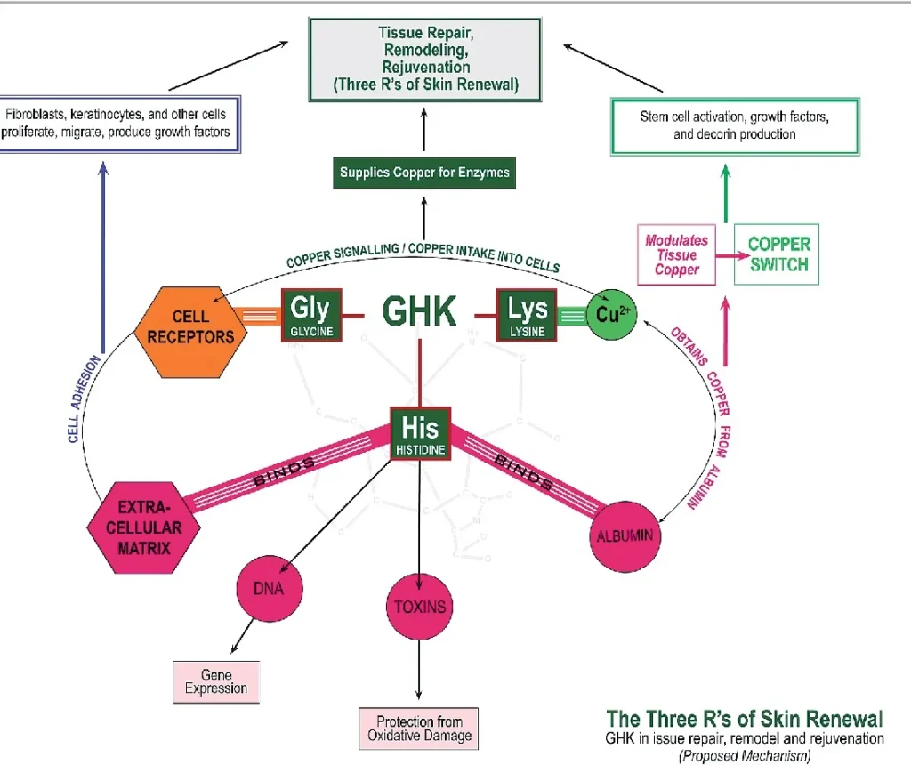 GHKCu Diagram Final