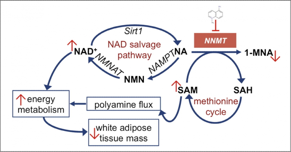 NNMT Futile Cycle