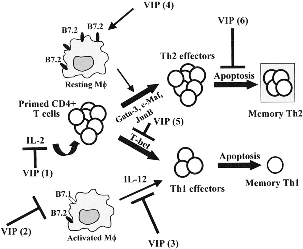 Roles of VIP