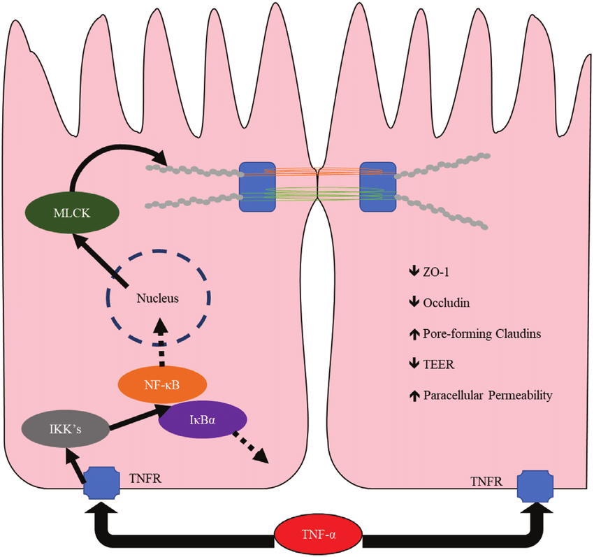 TNF a Induced Leaky Gut