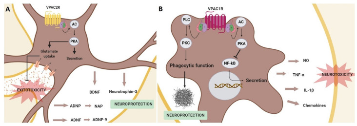 VIP Neuroprotective Mechanism