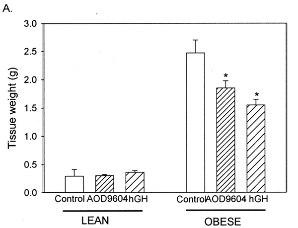 fragment176191 obese