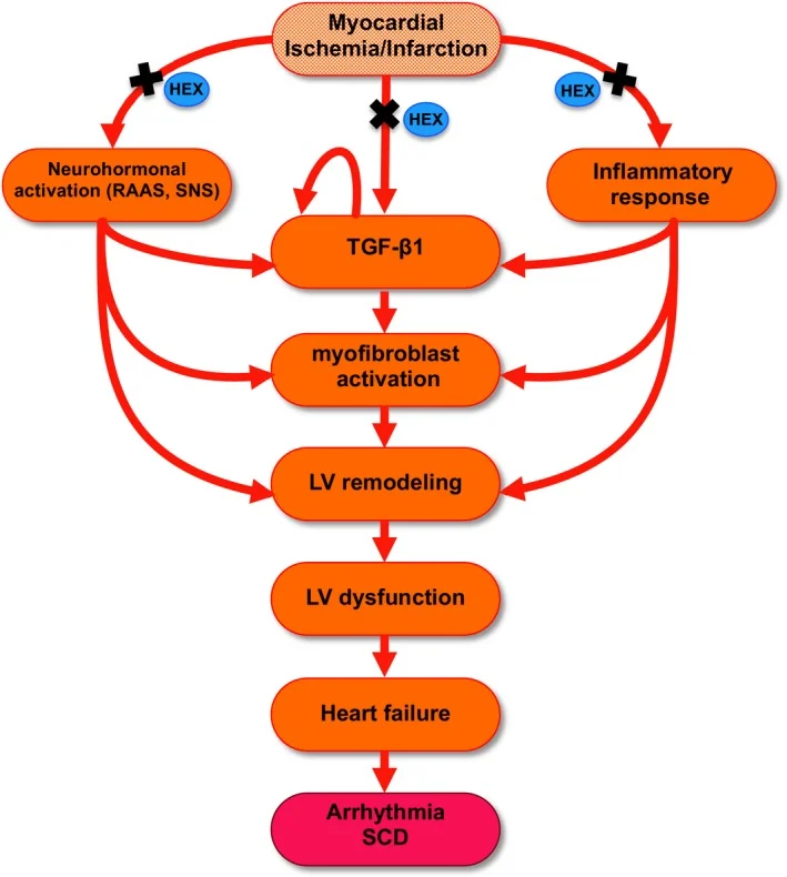 heaxarelin diagram2