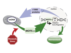 mots c diagram