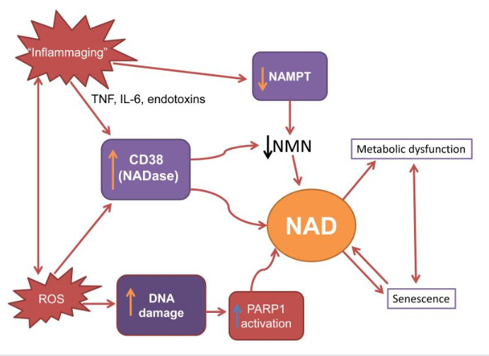 nad diagram