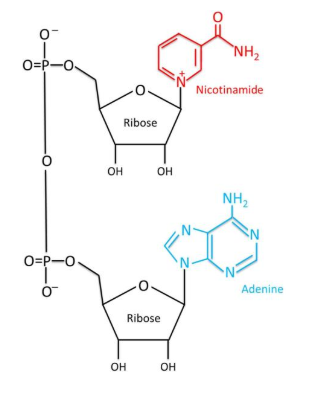 nad structure